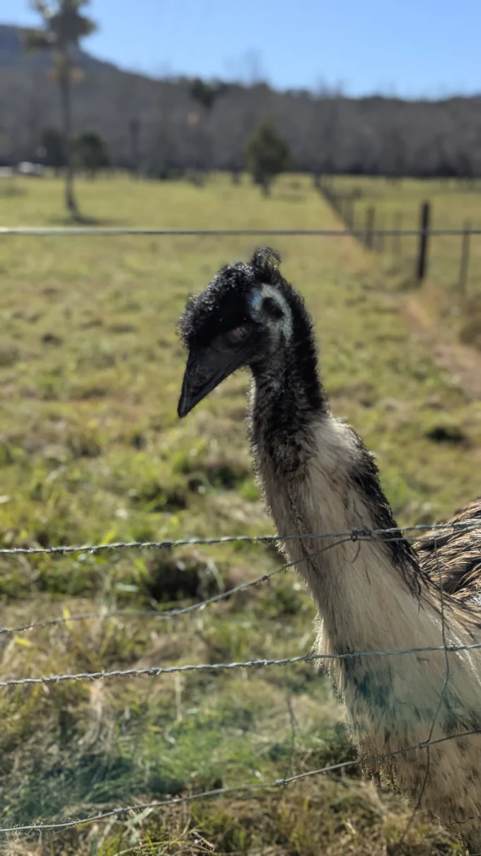 an emu